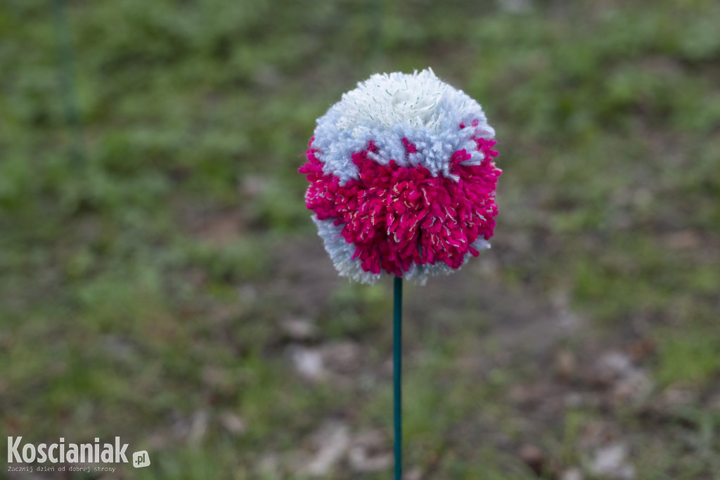 Kwietna łąka z pomponów na Wałach Żegockiego