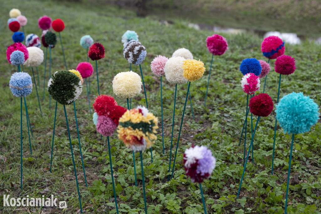 Kwietna łąka z pomponów na Wałach Żegockiego