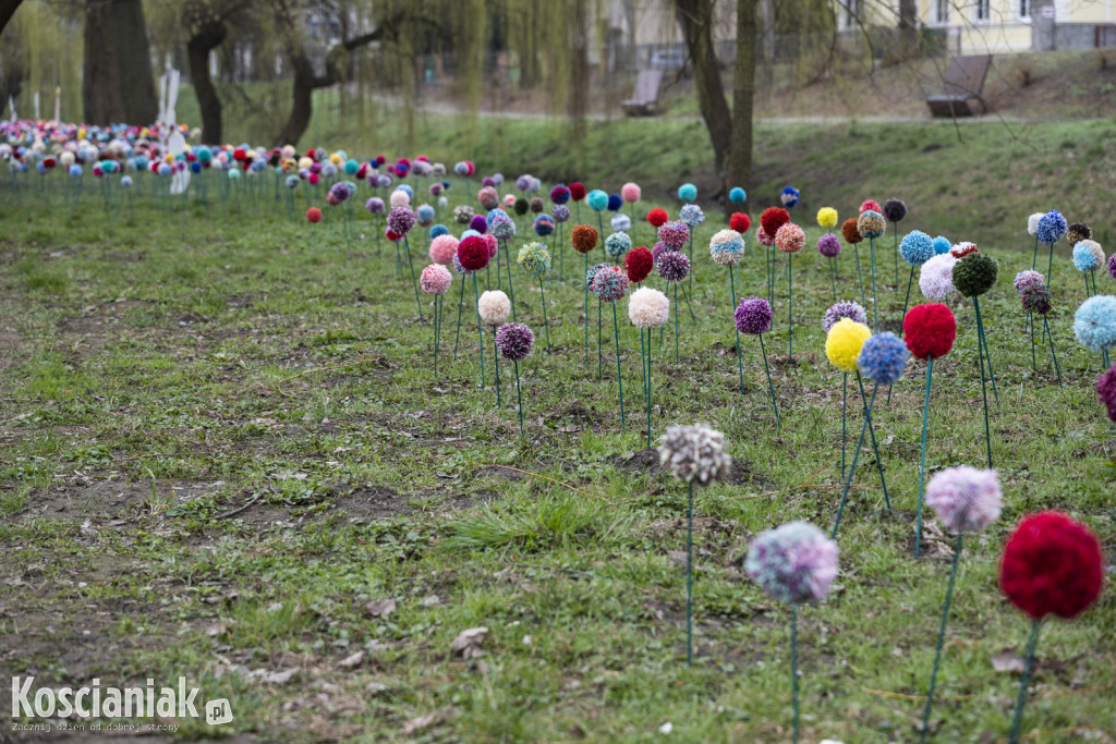 Kwietna łąka z pomponów na Wałach Żegockiego