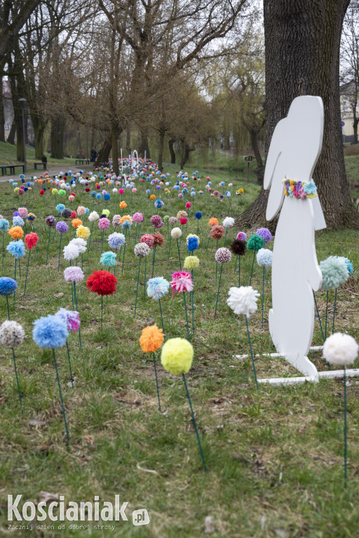 Kwietna łąka z pomponów na Wałach Żegockiego