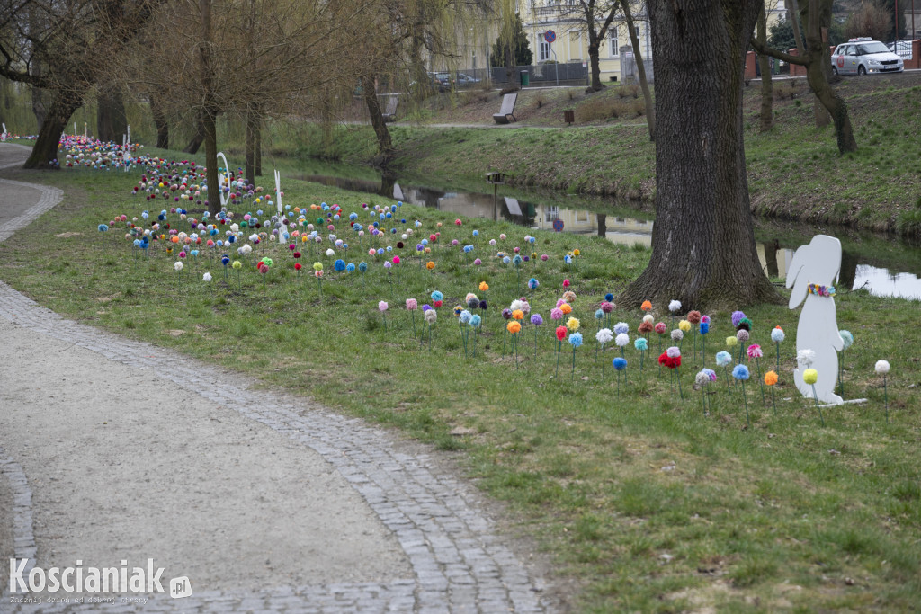 Kwietna łąka z pomponów na Wałach Żegockiego