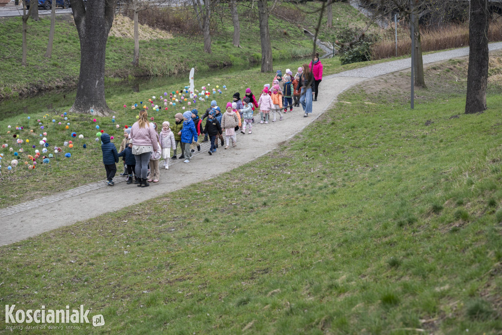 Kwietna łąka z pomponów na Wałach Żegockiego