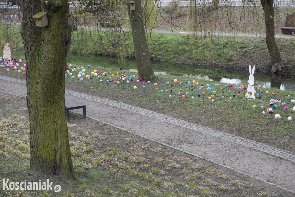 Kwietna łąka z pomponów na Wałach Żegockiego