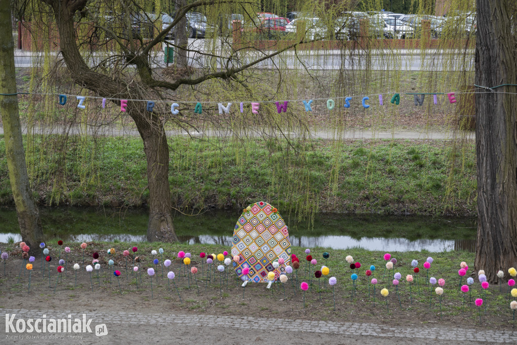 Kwietna łąka z pomponów na Wałach Żegockiego