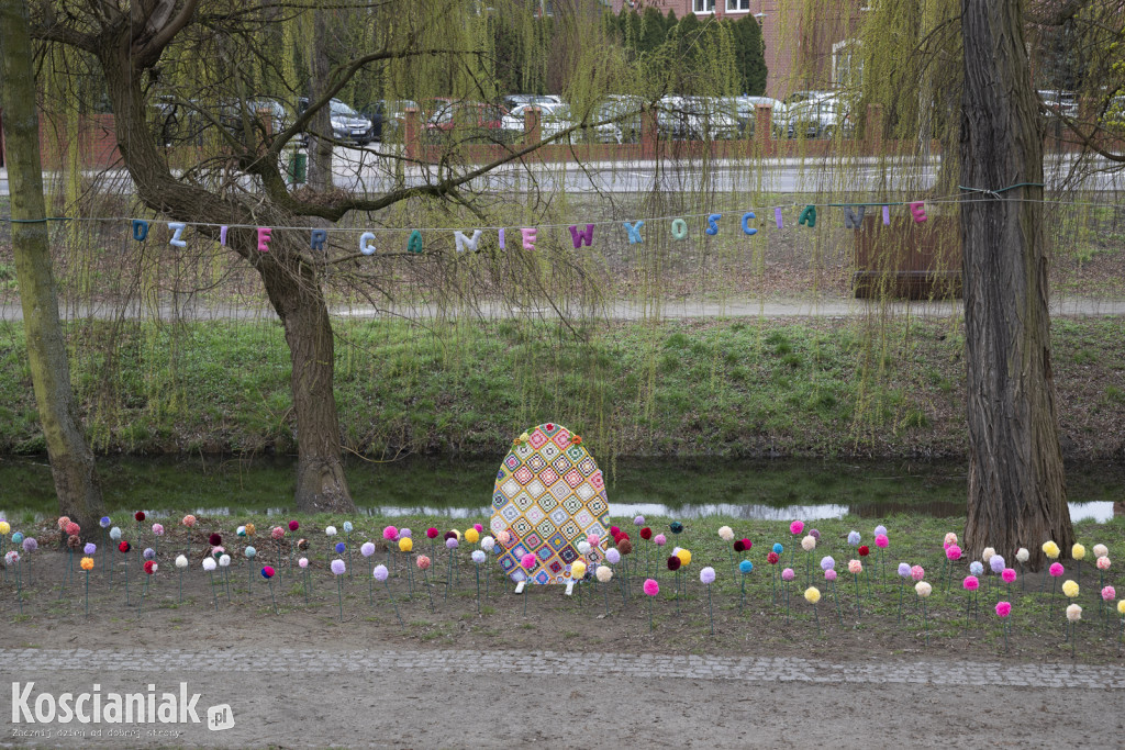 Kwietna łąka z pomponów na Wałach Żegockiego