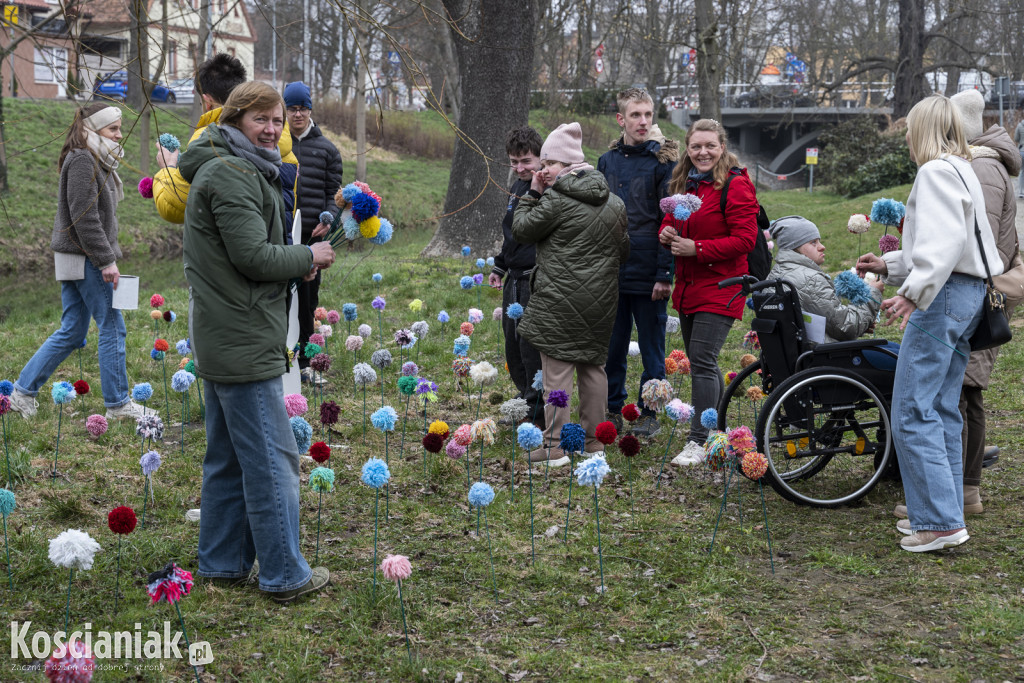 Kwietna łąka z pomponów na Wałach Żegockiego