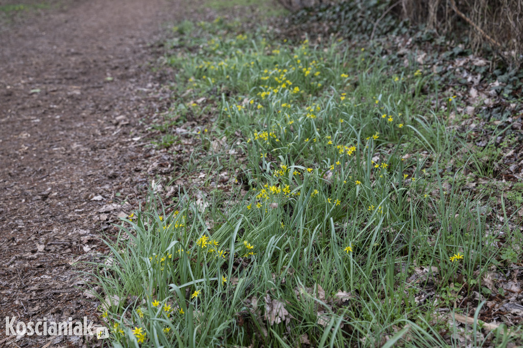 Niedziela Wielkanocna w Cichowie