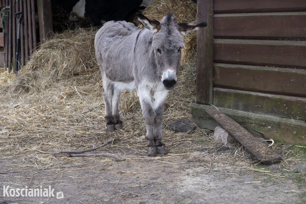 Niedziela Wielkanocna w Cichowie