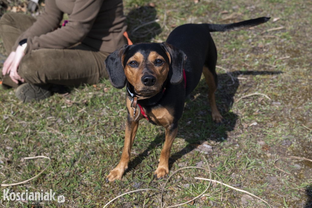 Czwarte sprzątanie lasu w Kurzej Górze