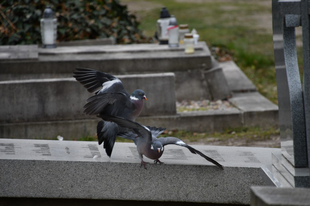 86. rocznica zbrodni katyńskiej w Kościanie