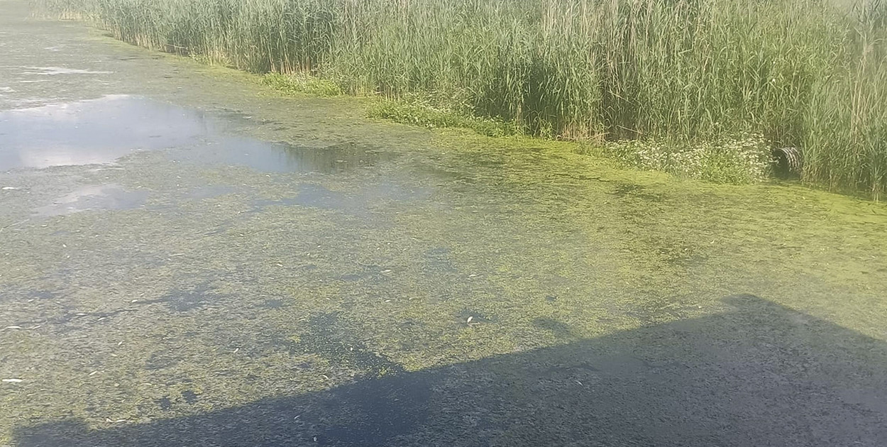 Pojawiła się przyducha ryb na kanale Obry