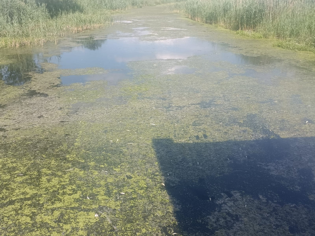 Pojawiła się przyducha ryb na kanale Obry