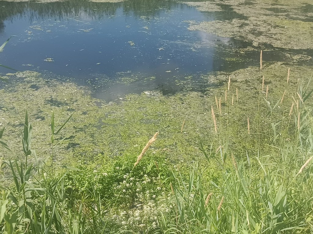 Pojawiła się przyducha ryb na kanale Obry