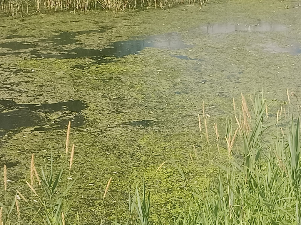 Pojawiła się przyducha ryb na kanale Obry
