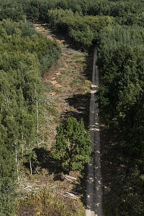 Trwa wycinka drzew pod obwodnicę Kościana-3909