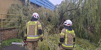 Zerwany i uszkodzony dach oraz powalone drzewa po silnym wietrze-85004