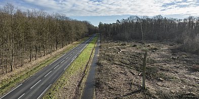Zaczynają wycinkę lasu pod obwodnicę-88420