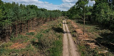 Trwa wycinka drzew pod obwodnicę Kościana [ZDJĘCIA]-88592