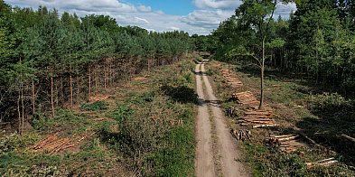 Trwa wycinka drzew pod obwodnicę Kościana [ZDJĘCIA]-88592