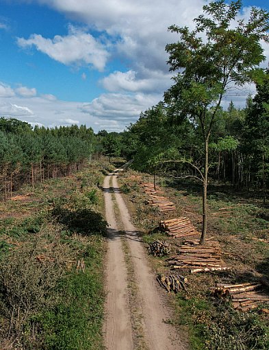Trwa wycinka drzew pod obwodnicę Kościana [ZDJĘCIA]-88592