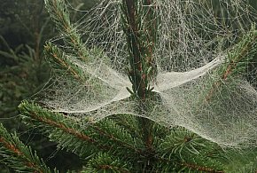 Kupujesz żywą choinkę na święta? Ten szczegół łatwo przeoczyć-90006