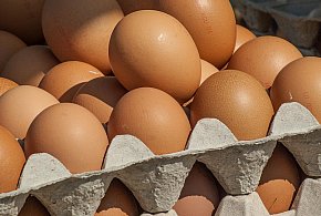 Salmonella wykryta w jajach! GIS wydał pilne ostrzeżenie-90075