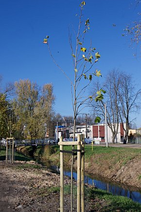 Wycinka i nowe nasadzenia drzew na Łazienkach-4153