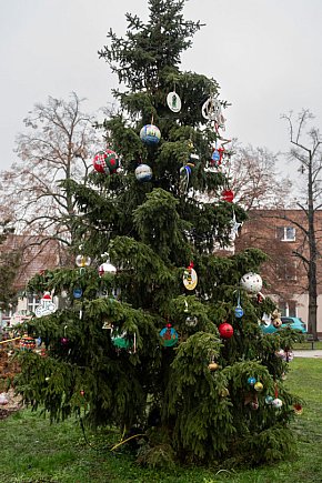 Wspólne dekorowanie choinki na Placu Wolności-4226
