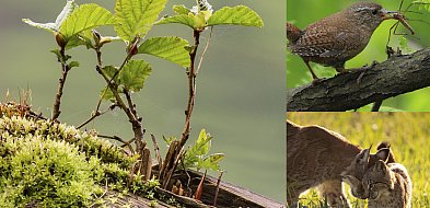 Konkurs plastyczno-literacki Nadleśnictwa Kościan-89450