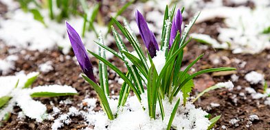 Przymrozki w powiecie kościańskim. Temperatura spadnie nawet do -6°C