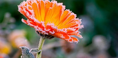 Wracają przymrozki. Ostrzeżenie dla powiatu kościańskiego