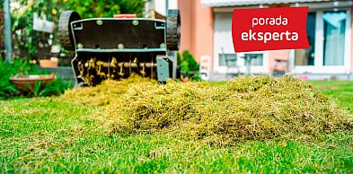 Porady eksperta: Piękny trawnik przez cały sezon