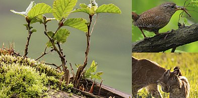 Konkurs plastyczno-literacki Nadleśnictwa Kościan-89450