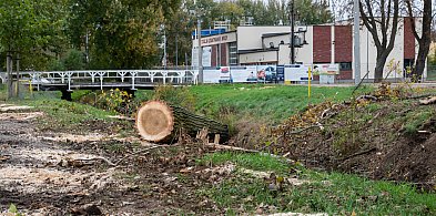 Wycięto kolejne drzewa na Łazienkach, ale posadzono już nowe [ZDJĘCIA]-89501