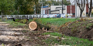Wycięto kolejne drzewa na Łazienkach-89501