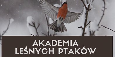 „Akademia leśnych ptaków” –  zaproszenie-89642