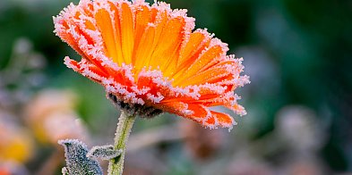 Uwaga na przymrozki w nocy w powiecie kościańskim