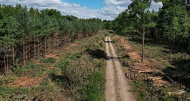 Trwa wycinka drzew pod obwodnicę Kościana [ZDJĘCIA]-88592