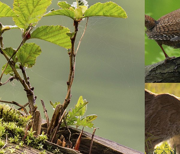 Konkurs plastyczno-literacki Nadleśnictwa Kościan-89450