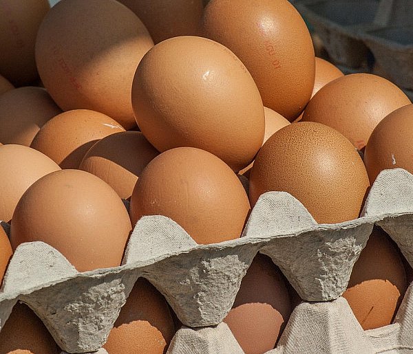 Salmonella wykryta w jajach! GIS wydał pilne ostrzeżenie-90075