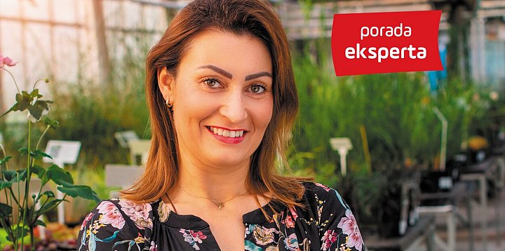 Porady eksperta: Trendy w roślinach rabatowych