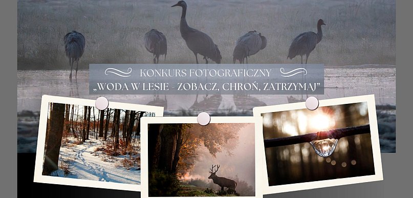 Otwarty konkurs fotograficzny Nadleśnictwa Kościan: „Woda w lesie”
