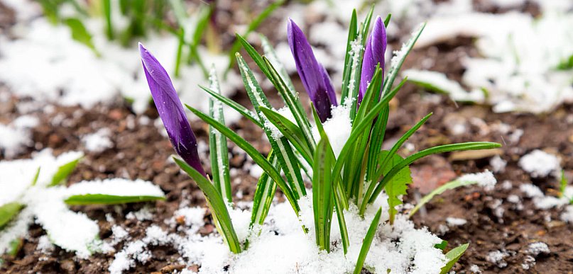 Przymrozki w powiecie kościańskim. Temperatura spadnie nawet do -6°C
