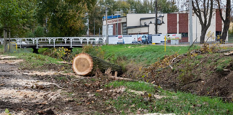 Wycięto kolejne drzewa na Łazienkach, ale posadzono już nowe [ZDJĘCIA] - 89501