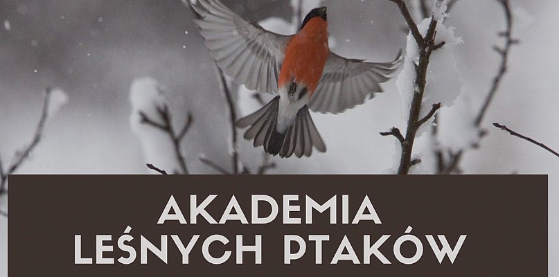 „Akademia leśnych ptaków” – Nadleśnictwo Kościan zaprasza na spotkanie - 89642