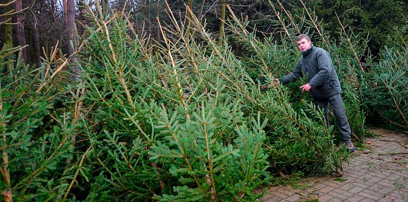 Choinki prosto z lasu. Nadleśnictwo Kościan rozpoczyna sprzedaż - 90018