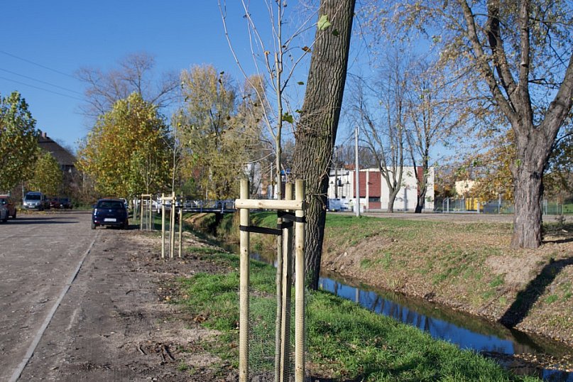 Wycinka i nowe nasadzenia drzew na Łazienkach