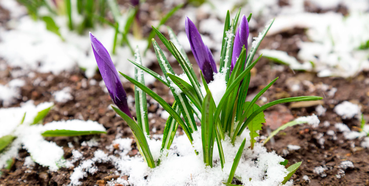 Przymrozki w powiecie kościańskim. Temperatura spadnie nawet do -6°C