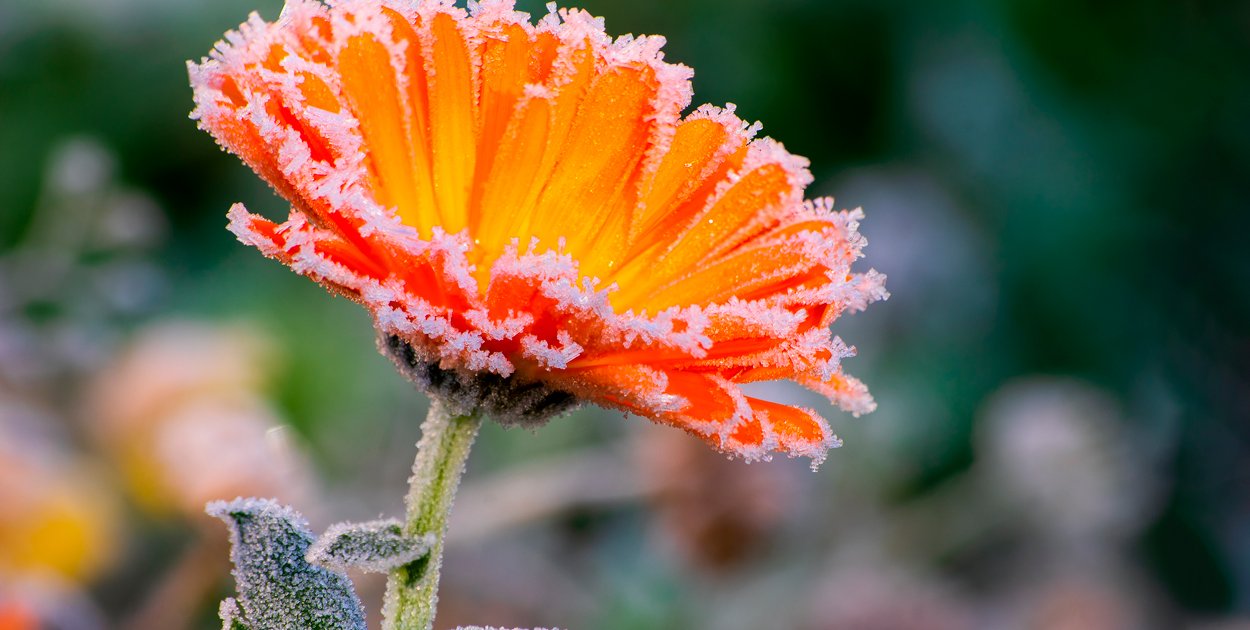 Wracają przymrozki. Ostrzeżenie dla powiatu kościańskiego